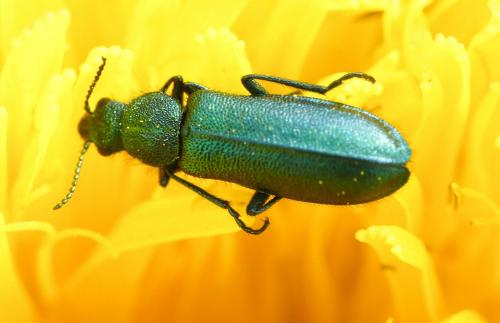 Réf. 228 829 : Psilothrix viridicoerulea